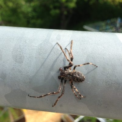 Monster og lækre afgrøder