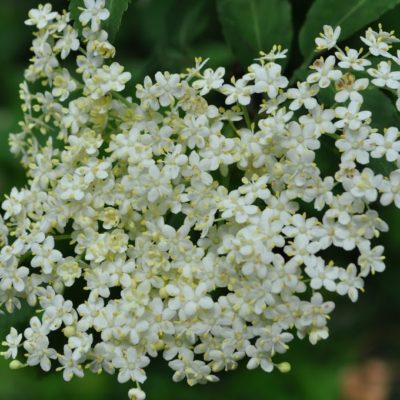 Hyldeblomstsaft