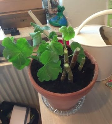 Forårsklare pelargonier
