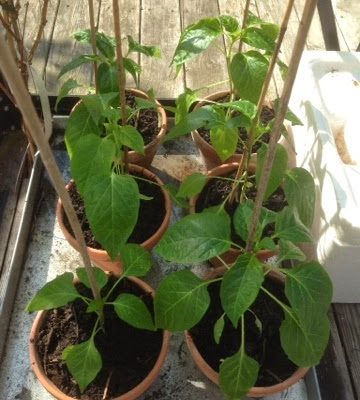 Peberplanter