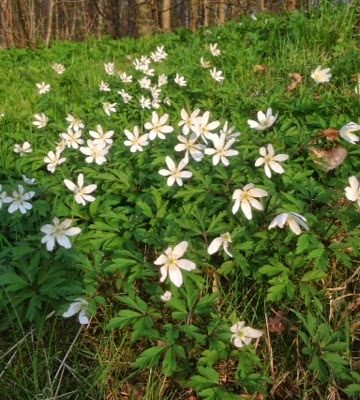Anemone mænd og koner