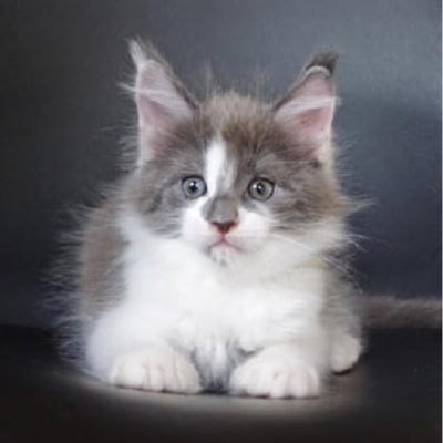 Leopold