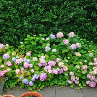 Hortensia i hele haven