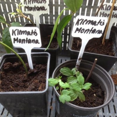 Klematis Montana