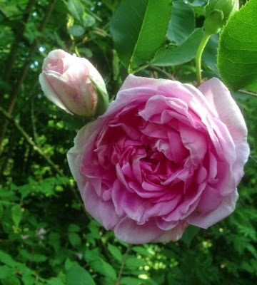 Rosenformering 2014