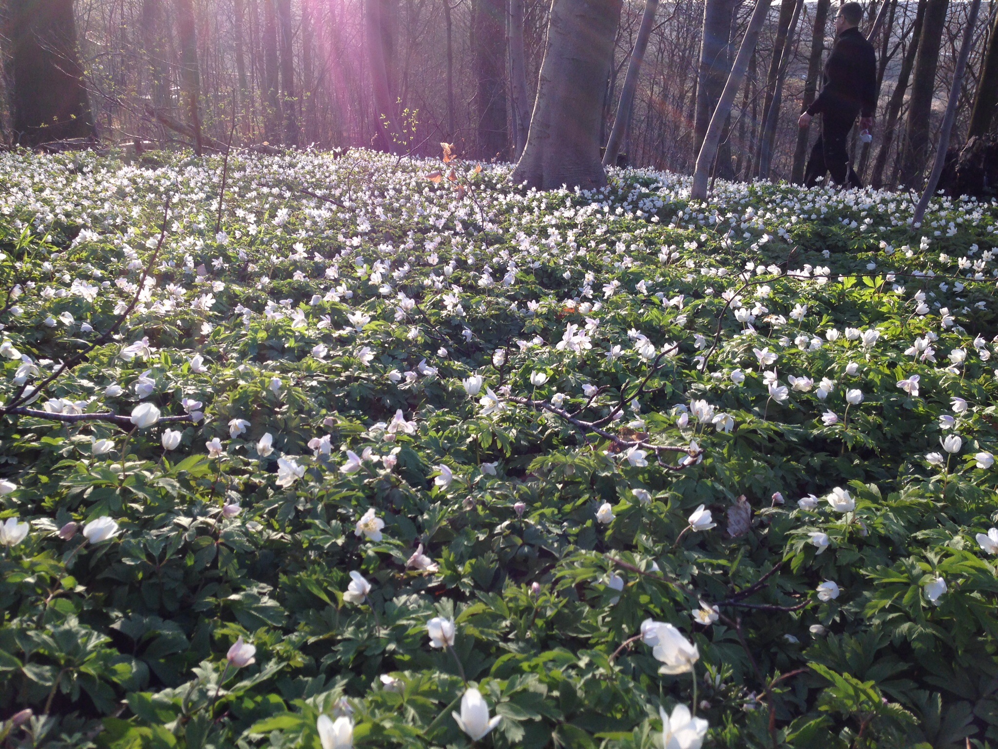 Anemoner i fuldt flor