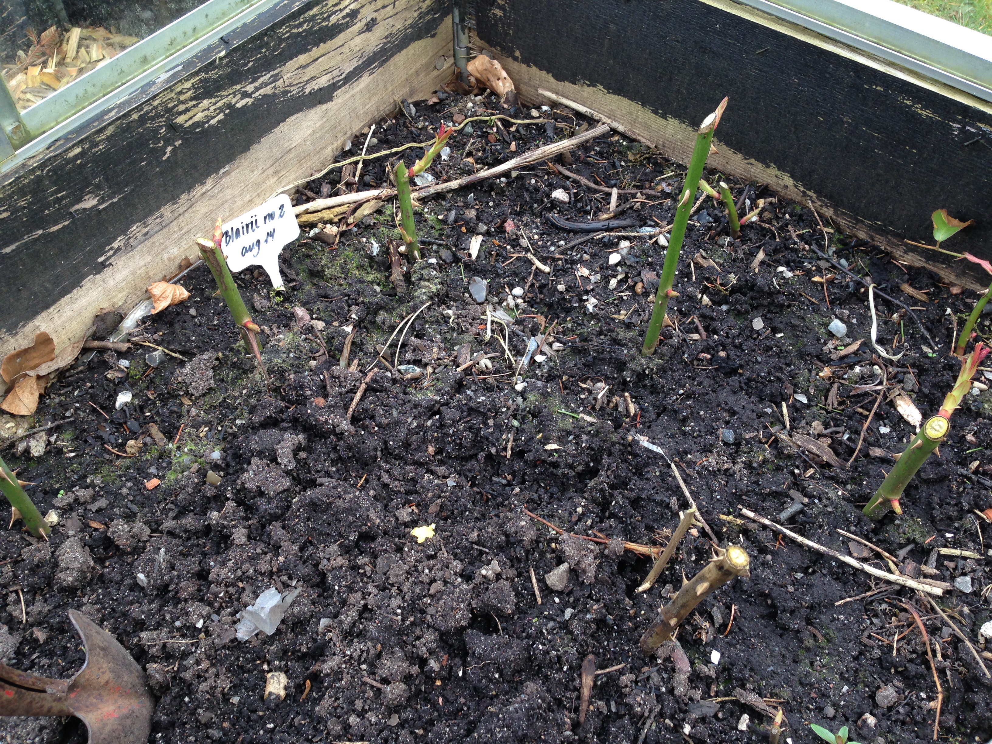 Rosenformering