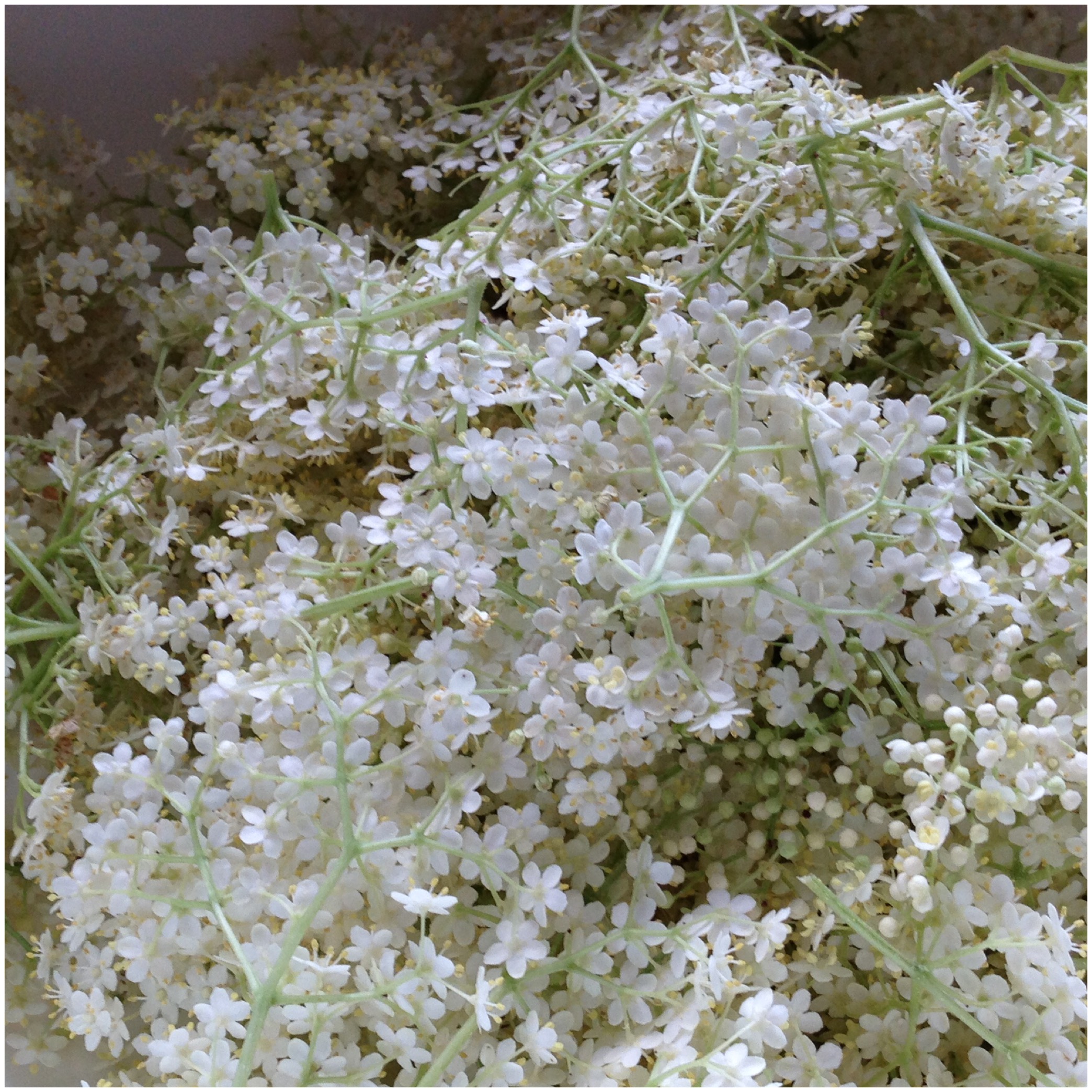 Hyldeblomstsaft