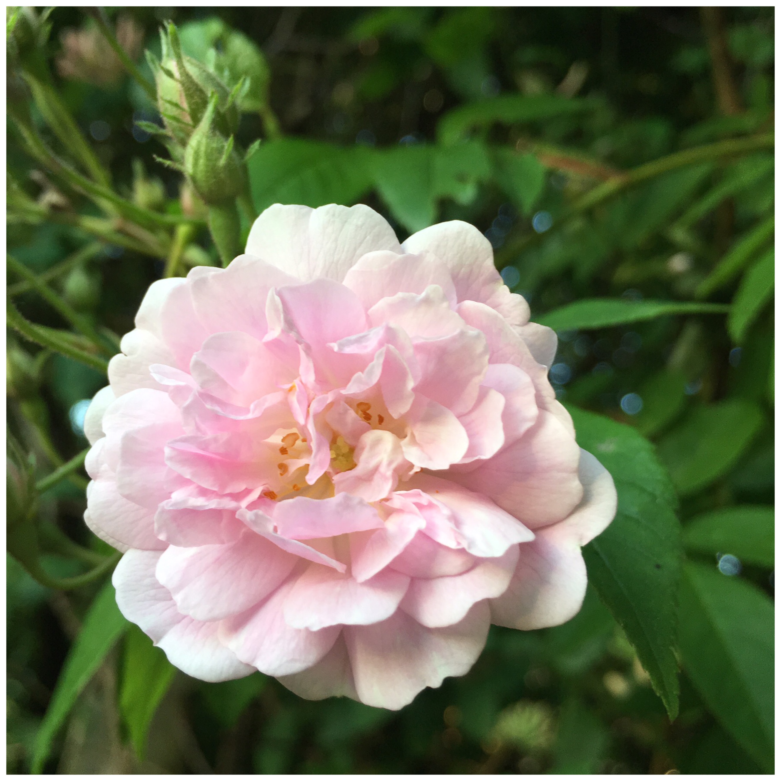 Rosenformering